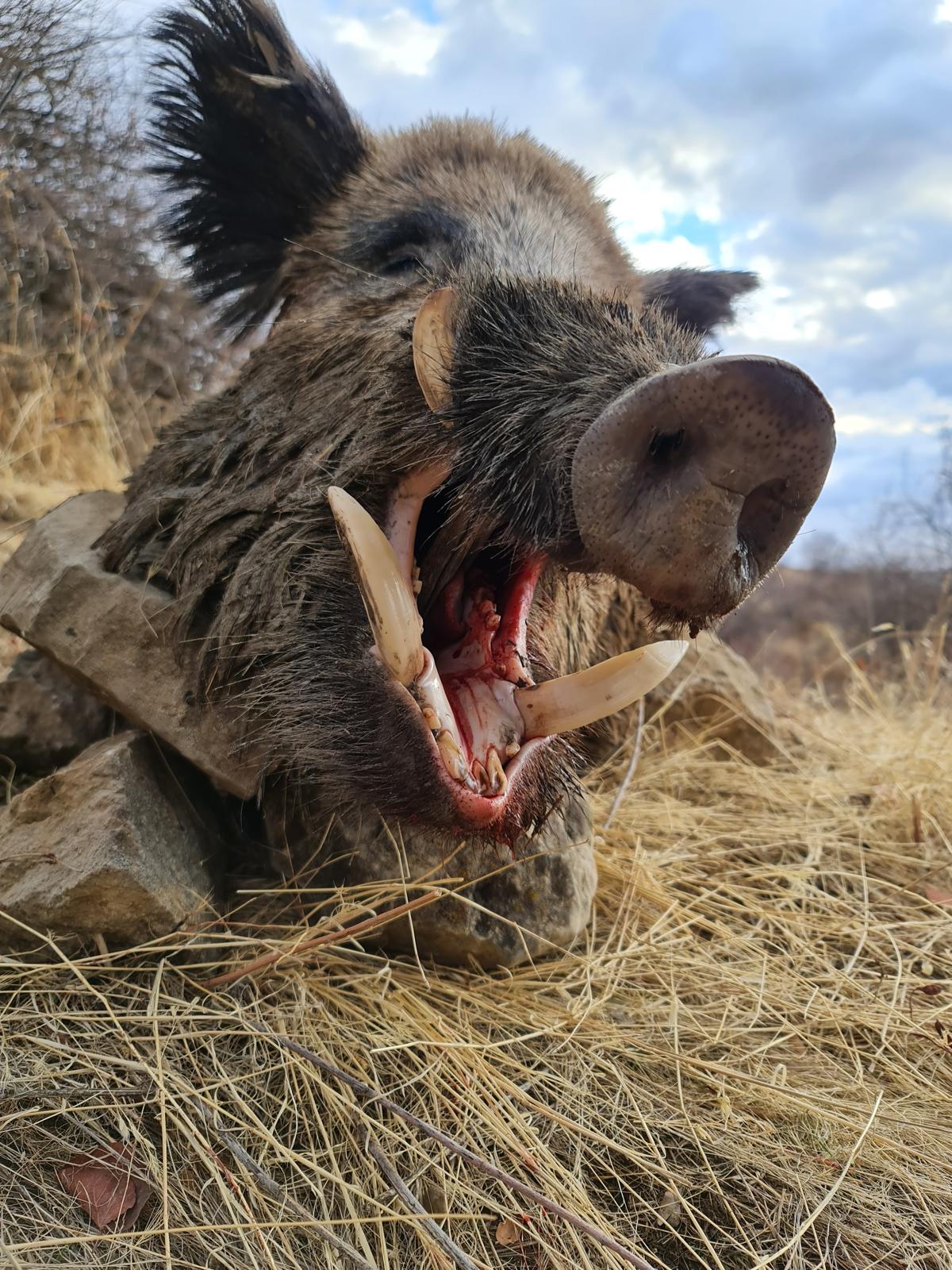 Hunter with wild boar hunts trophy